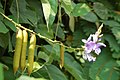 Lablab purpureus fruits