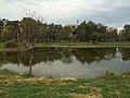 A pond in the Park