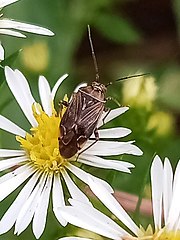 oval-ish dark gray bug with long antennae