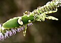 Jeweled flower mantis