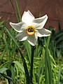 Narcissus poeticus var. recurvus close-up