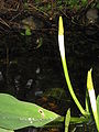 Orontium aquaticum close-up