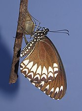 Ventral view