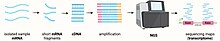 First, cellular mRNA is extracted and fragmented into smaller mRNA sequences, which undergo reverse transcription. The resulting cDNAs are sequenced on a Next Generation Sequencing (NGS) platform. The results of such sequencing allow the generation of transcriptomic sequencing genomic maps.