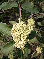 Sambucus racemosa