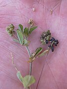 ripe seed pods (black)