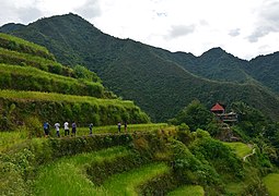 Rice paddies at Batad Rice Terraces in Banaue, Ifugao