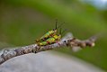 Two grasshoppers mating