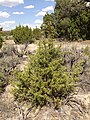 Seedling in northeastern Nevada