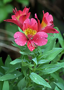 Alstroemeria x hybrida Peruvian Lily