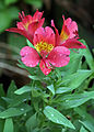 Image 11 Alstroemeria Photograph: Muhammad Mahdi Karim Alstroemeria × hybrida, an Alstroemeria hybrid, at the Lal Bagh Botanical Gardens in Bangalore, India. The genus consists of some 120 species and is native to South America. More selected pictures