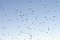 Flock of Altai accentor in flight. From Pangot, Uttarakhand, India