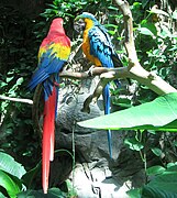 A Scarlet Macaw (left) and a Blue-and-yellow Macaw.