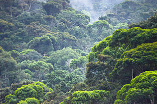 Atlantic rain forest