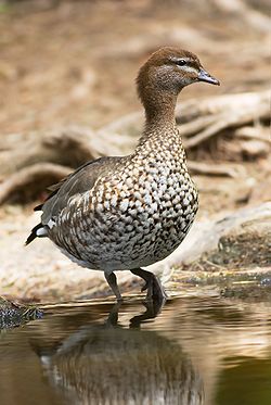 Australian Wood Duck