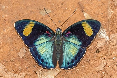 Crimson-spotted forester Euphaedra themis ♂ Ghana