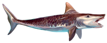 Edestus was a large eugeneodontid fish that possessed two tooth whorls in its mouth