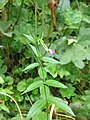 Epilobium alpestre