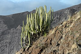 Euphorbia canariensis Tenerife 2012
