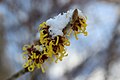 Hamamelis