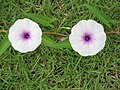 Ipomoea aquatica