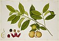 Fragrant nutmeg (Myristica fragrans)