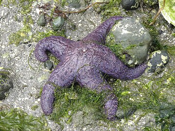 The ochre sea star was the first keystone predator to be studied. They limit mussels which can overwhelm intertidal communities.[298]