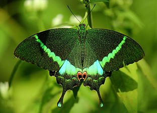 Dorsal view