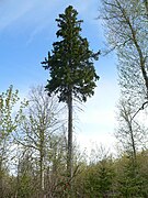 Mature tree that has lost its lower branches