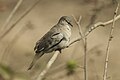 Picui ground-dove