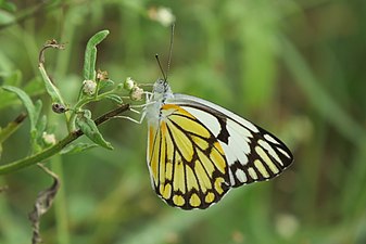 Ventral view