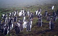 Gentoo colony on Carcass Island in the Falklands