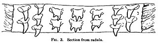 #109 (?/12/1933) Details of the radular teeth (Frost, 1934:109, fig. 3; see also teeth of the membrane lining the palate)
