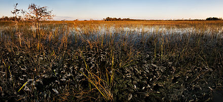 Panorama of the Everglades river of grass, with small trees to the left and tree islands in the distance