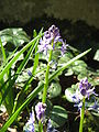 Scilla lilio-hyacinthus