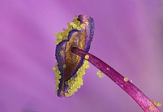 Sticky geranium anther by Verne Lehmberg