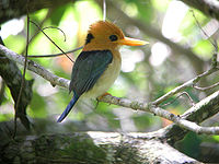 Yellow-billed Kingfisher (male)