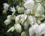 Yucca flaccida can be identified by its pubescent inflorescence branches[9]