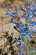 Flowers of Penstemon angustifolius