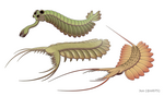 恐虾纲（Dinocaridida）的成员：帝王欧巴宾海蝎（Opabinia regalis，上），惠廷顿厌恶虫（Pambdelurion whittingtoni，左下），克尔凯郭尔宣扬爪虫（Kerygmachela kierkegaardi，右下）