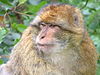 A macaque in Trentham Monkey Park