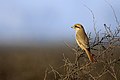 Isabelline Shrike in Basai Wetland