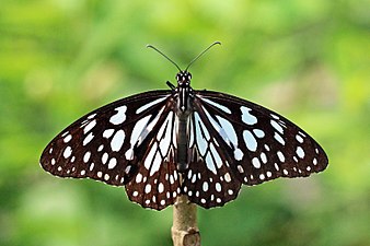 Dorsal view