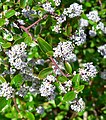 Ceanothus sorediatus