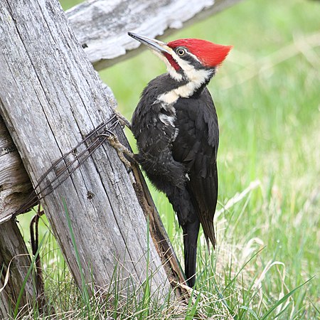 图为北美红冠黑啄木鸟（英语：Pileated woodpecker）（学名：Dryocopus pileatus）栖息在一块木桩上。