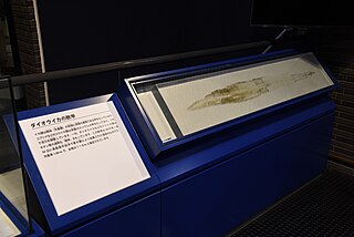 #660 (30/1/2019) Gladius of giant squid caught off Izumo, Shimane Prefecture, Japan, on 30 January 2019. Displayed at Ibaraki Nature Museum (see also overview of display), which had exhibited a complete, formalin-preserved specimen (#661) prior to a major leak in February 2022 that resulted in the museum's month-long closure.
