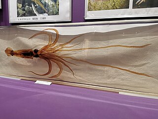 #632 (6/5/2015) Giant squid caught alive in Tokyo Bay, Japan, on 6 May 2015. Displayed embedded in acrylic block at Kannonzaki Nature Museum, together with a second, formalin-preserved specimen (#573) (see also overview of display).