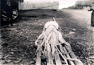 #111 (12/11/1935) Another view of the Holyrood specimen, which was destroyed in a fire shortly after its capture