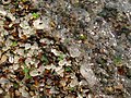 A small wave on the beach