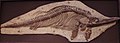 Ichthyosaur (Charmouth)